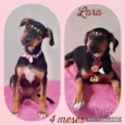 Cachorro raça SRD  idade 2 a 6 meses nome Lara 