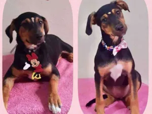 Cachorro raça SRD  idade 2 a 6 meses nome Lara 
