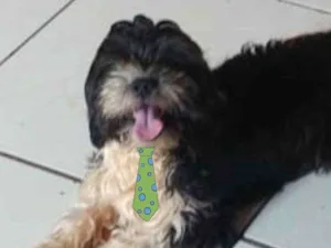 Cachorro raça Mestiço  idade 1 ano nome Beethoven 