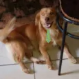 Cachorro raça Mestiço  idade 1 ano nome Simba 