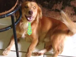 Cachorro raça Mestiço  idade 1 ano nome Simba 