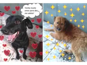 Cachorro raça SRD idade 2 anos nome Bebel e Toddynho
