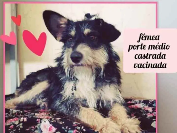 Cachorro raça Vira-lata  idade 2 anos nome Ana 