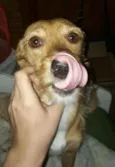 Cacá Lobinha Pérola