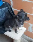 Cacá Lobinha Pérola