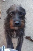 Cacá Lobinha Pérola