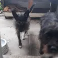 Cacá Lobinha Pérola