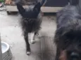 Cacá Lobinha Pérola