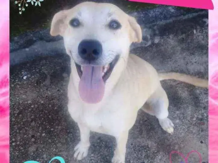 Cachorro raça Misturada (Labradora) idade 1 ano nome Nina 