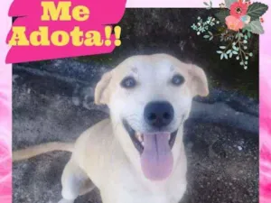 Cachorro raça Misturada (Labradora) idade 1 ano nome Nina 