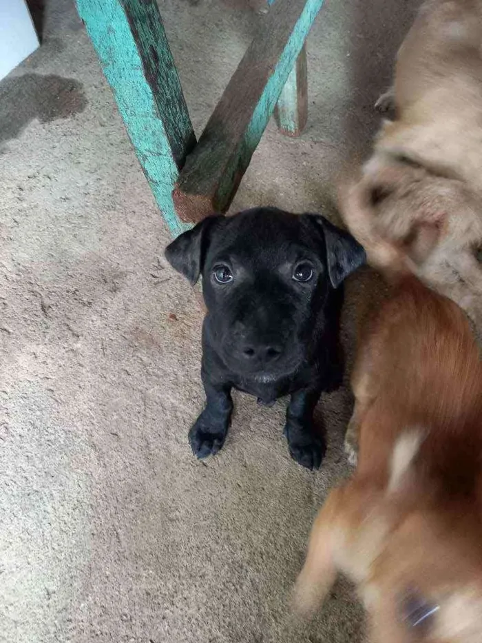 Cachorro ra a Mestiço  idade 2 a 6 meses nome Brutus