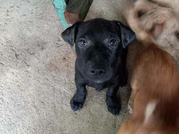 Cachorro ra a Mestiço  idade 2 a 6 meses nome Brutus