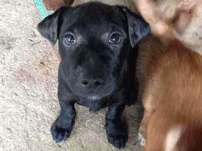 Cachorro ra a Mestiço  idade 2 a 6 meses nome Brutus