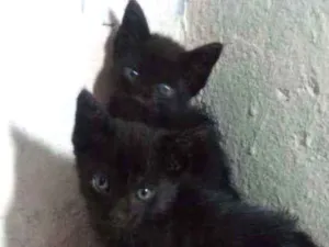 Gato raça Sem raça  idade Abaixo de 2 meses nome Pantera negra