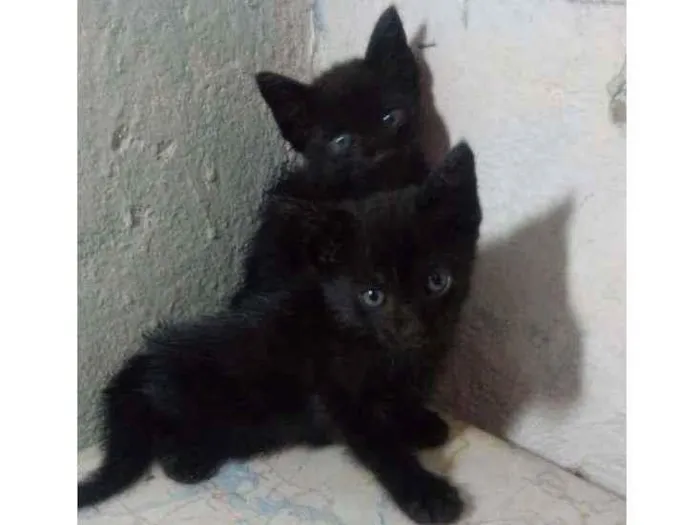 Gato ra a Sem raça  idade Abaixo de 2 meses nome Pantera negra