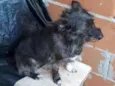 Cacá Lobinha Pérola