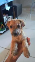 Apolo