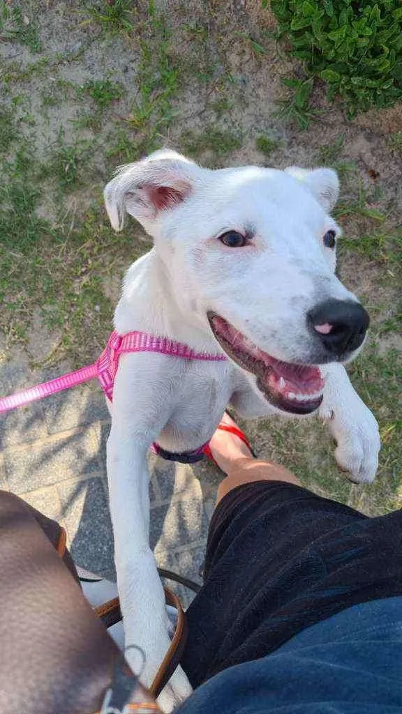 Cachorro ra a mista idade 2 a 6 meses nome Porunn