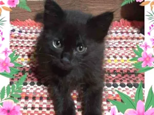 Gato raça SRD idade 2 a 6 meses nome Perola