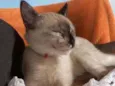 Barbara