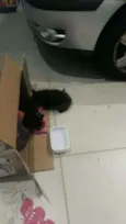 Gatinhos pretos