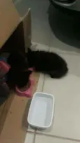 Gatinhos pretos