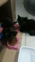 Gatinhos pretos