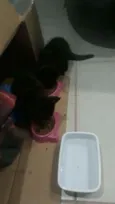Gatinhos pretos