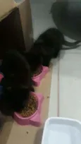 Gatinhos pretos