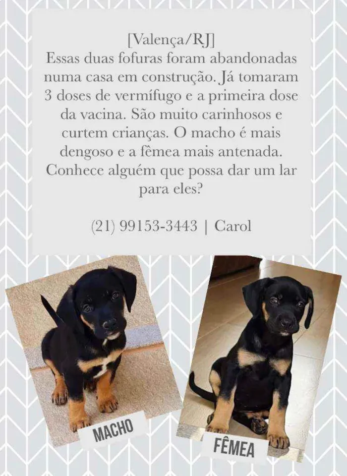 Cachorro raça Viralata idade 2 a 6 meses nome n/d