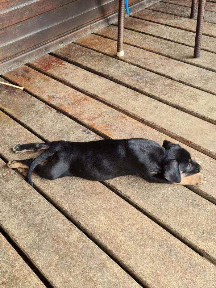 Cachorro raça Viralata idade 2 a 6 meses nome n/d