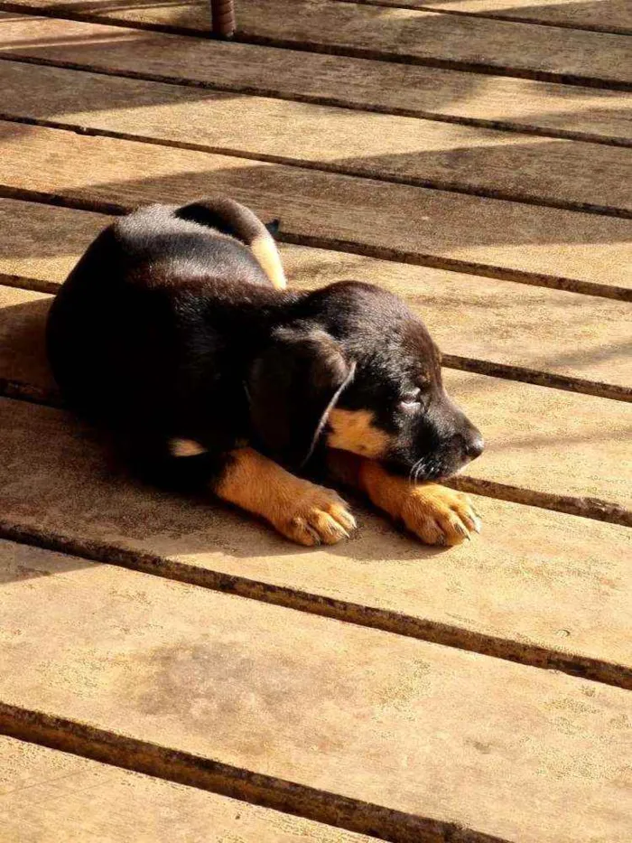 Cachorro raça Viralata idade 2 a 6 meses nome n/d