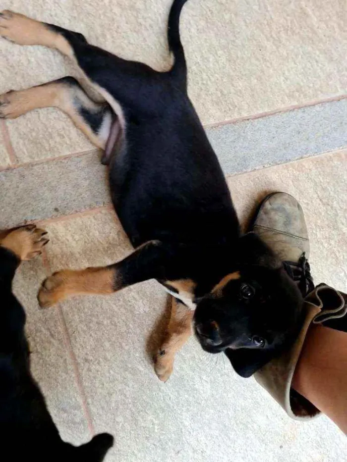 Cachorro raça Viralata idade 2 a 6 meses nome n/d