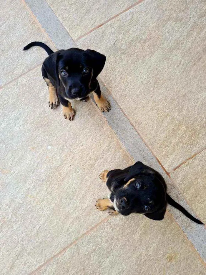 Cachorro raça Viralata idade 2 a 6 meses nome n/d