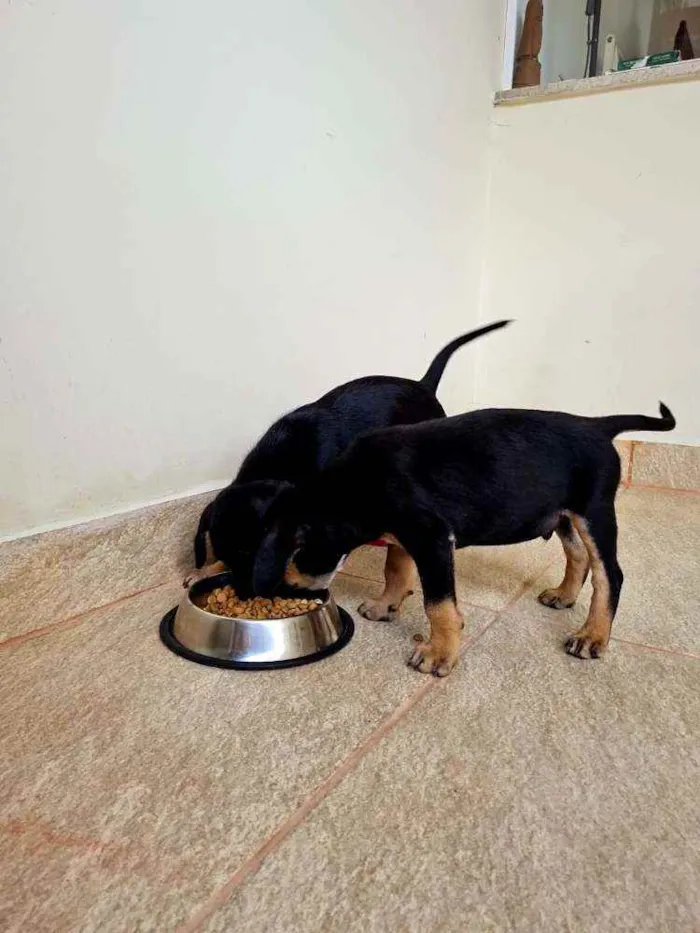 Cachorro raça Viralata idade 2 a 6 meses nome n/d
