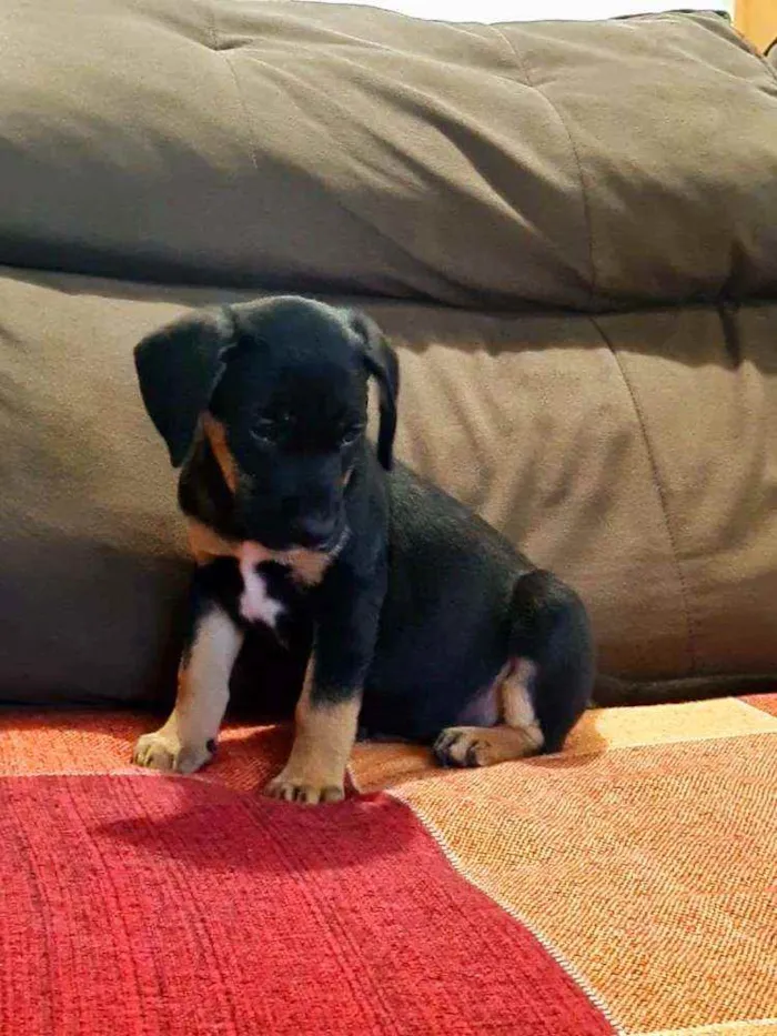 Cachorro raça Viralata idade 2 a 6 meses nome n/d