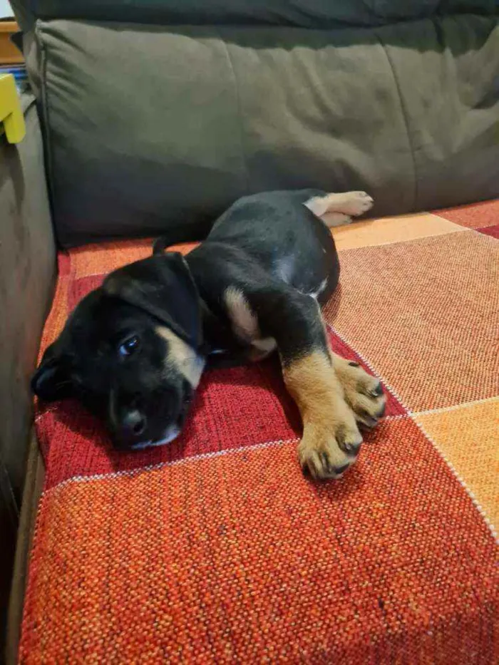 Cachorro raça Viralata idade 2 a 6 meses nome n/d
