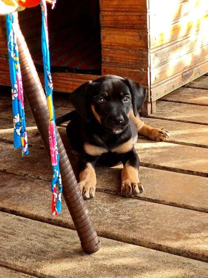 Cachorro raça Viralata idade 2 a 6 meses nome n/d