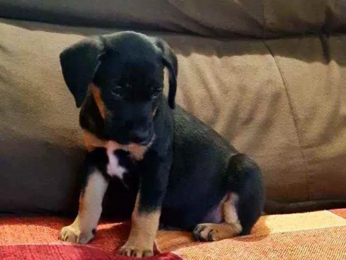 Cachorro raça Viralata idade 2 a 6 meses nome n/d