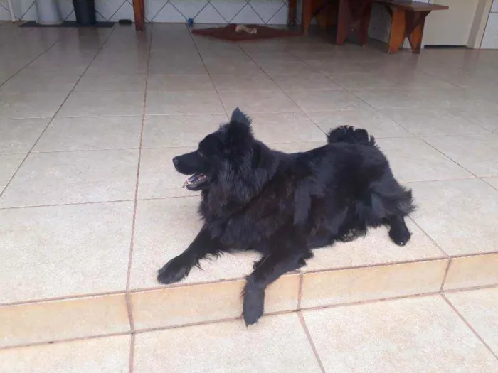 Cachorro raça Mestiça de Chow chow idade 2 anos nome LUNNA