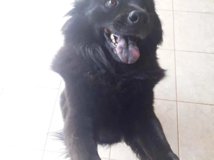 Cachorro raça Mestiça de Chow chow idade 2 anos nome LUNNA