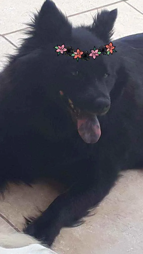 Cachorro raça Mestiça de Chow chow idade 2 anos nome LUNNA