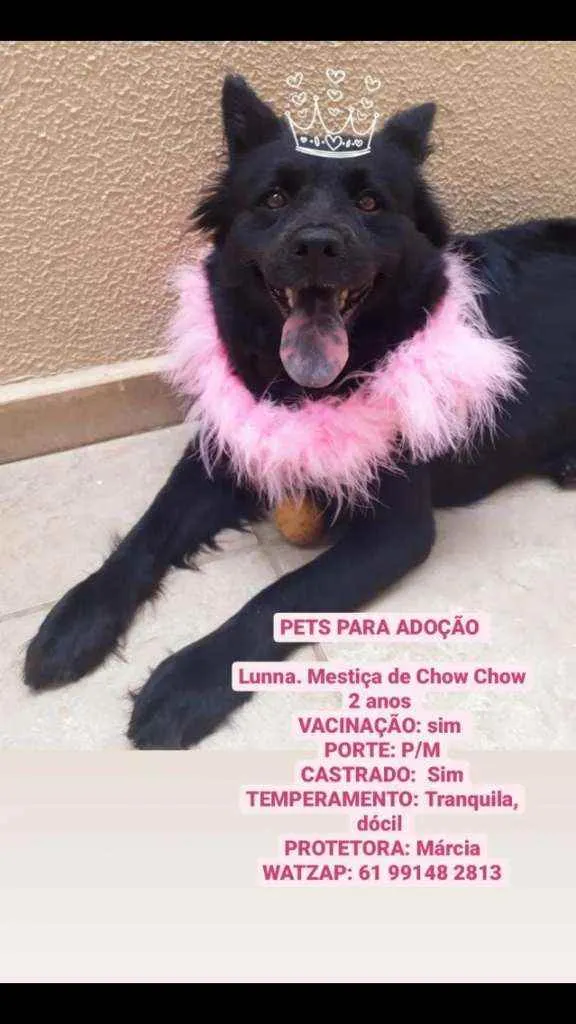 Cachorro raça Mestiça de Chow chow idade 2 anos nome LUNNA
