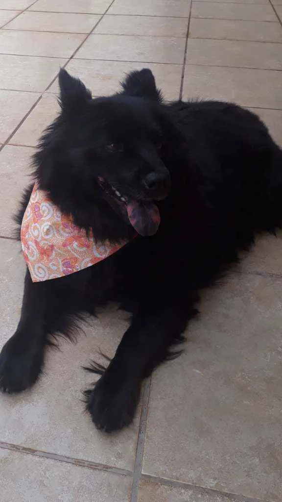 Cachorro raça Mestiça de Chow chow idade 2 anos nome LUNNA
