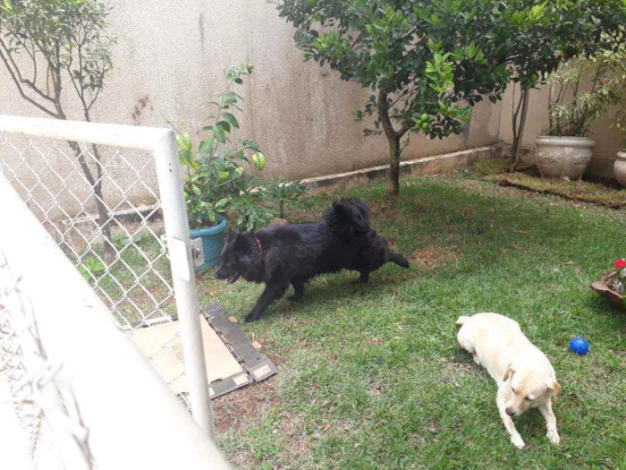 Cachorro raça Mestiça de Chow chow idade 2 anos nome LUNNA