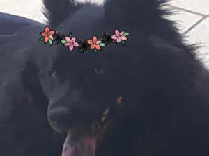 Cachorro raça Mestiça de Chow chow idade 2 anos nome LUNNA