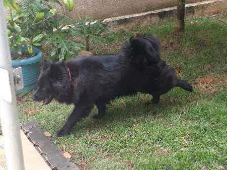 Cachorro raça Mestiça de Chow chow idade 2 anos nome LUNNA