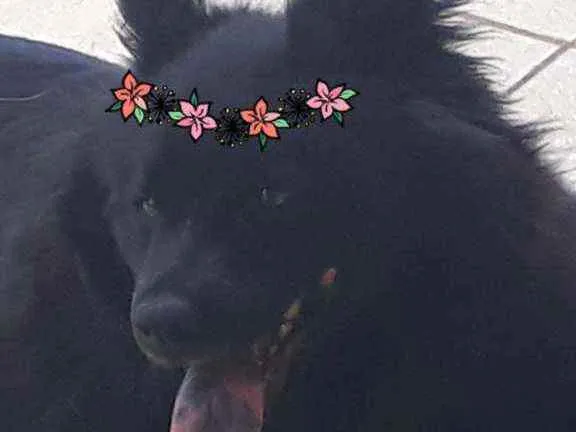 Cachorro raça Mestiça de Chow chow idade 2 anos nome LUNNA