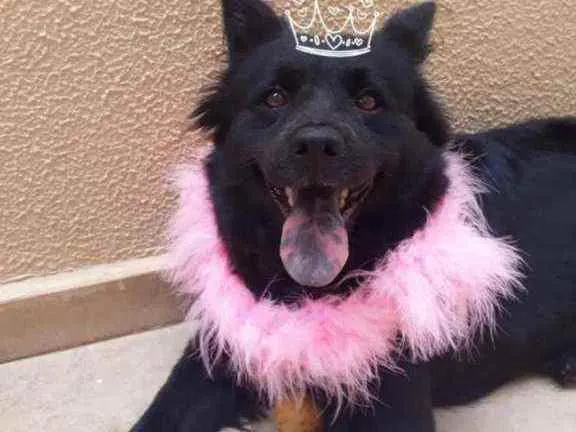 Cachorro raça Mestiça de Chow chow idade 2 anos nome LUNNA