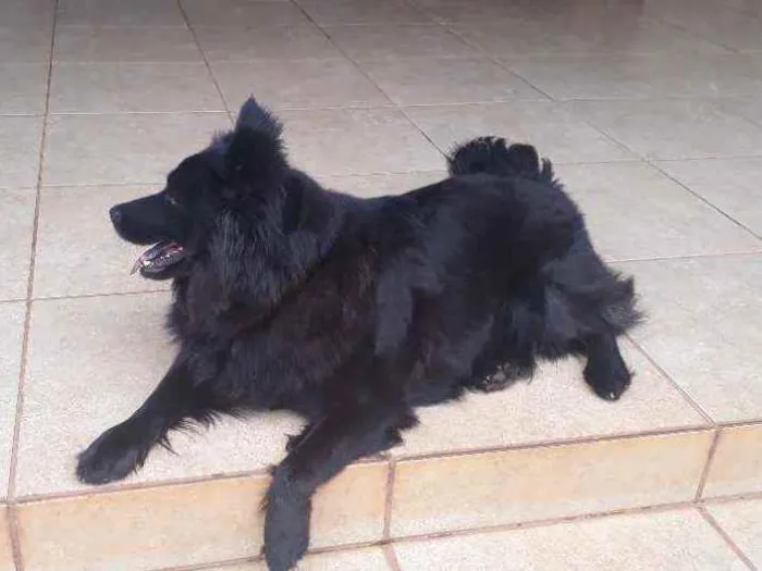 Cachorro raça Mestiça de Chow chow idade 2 anos nome LUNNA